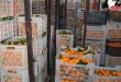 فرع السورية للتجارة بطرطوس يستجر 70 طناً من الحمضيات