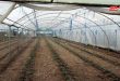 زراعة طرطوس: لا أضرار كبيرة بالزراعات المحمية جراء الصقيع