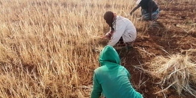 زراعة درعا: اتخاذ التدابير اللازمة لإنجاح موسم الحصاد والتسويق