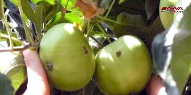 زراعة السويداء تدعو لمكافحة دودة ثمار التفاح
