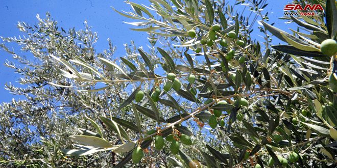 زراعة درعا: تقديرات بإنتاج أكثر من 19 ألف طن من الزيتون