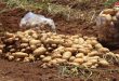 الاكتتاب على 500 طن من بذار البطاطا المستوردة في درعا