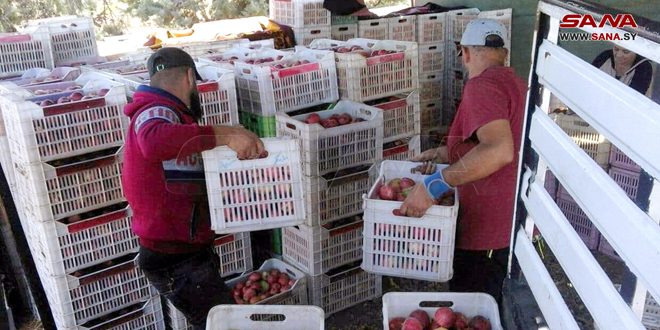 زراعة السويداء تخصص مادة المازوت لوحدات تخزين التفاح