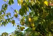زراعة الفواكه الاستوائية في طرطوس.. ازدياد في المساحة والأصناف