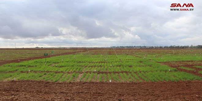 زراعة الحسكة ودرعا: الهطولات المطرية الحالية أنقذت وضع المحاصيل البعلية