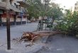 محافظة دمشق: سقوط نحو 20 شجرة وألواح طاقة شمسية جراء الرياح ليلة أمس