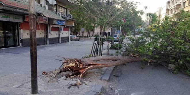 محافظة دمشق: سقوط نحو 20 شجرة وألواح طاقة شمسية جراء الرياح ليلة أمس