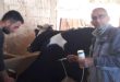 مديرية زراعة حمص تحصن 90 ألف رأس بقر ضد التهاب الجلد الكتيل