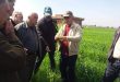 زراعة حمص تواصل مكافحة المساحات المصابة المزروعة بالقمح والشعير