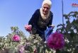 بالدعم والمتابعة الوردة الشامية تتحول إلى محصول اقتصادي استراتيجي