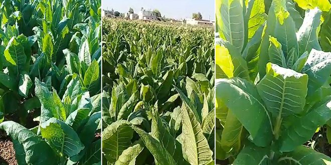 بدء زراعة محصول التبغ في درعا