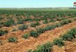 بدء زراعة محصول البندورة للعروة الرئيسية في درعا