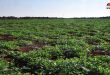 ضمن الخطة الإنتاجية الزراعية للموسم الصيفي.. زراعة أكثر من 32 ألف هكتار بالخضار