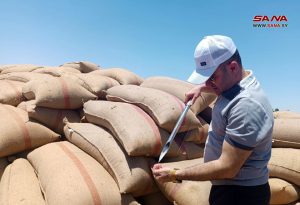 صيوح يطلع على عمليات تسويق القمح في مراكز الاستلام بالقامشلي – S A N A
