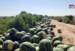 تسويق أكثر من 23 ألف طن من البطيخ في الحسكة