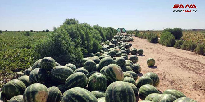 تسويق أكثر من 23 ألف طن من البطيخ في الحسكة