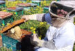 حرفة إنتاج العسل في عين حلاقيم… مهنة متوارثة وتميز بالكم والنوع
